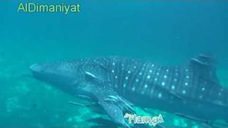preview picture of video 'Whaleshark in Aldimaniyat Oman'