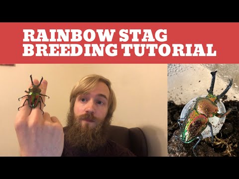 Roháč dúhový (Phalacrognathus muelleri) — návod na rozmnožovanie a chov (Rainbow Stag Breeding Tutorial)