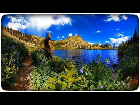 The Path the Mountain Teaches: An 8K VR 360 Nature Escape in the Wildflowers