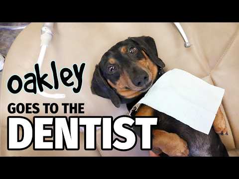 Ep 30: Oakley Goes to the DENTIST! — (Cute Dachshund Video)