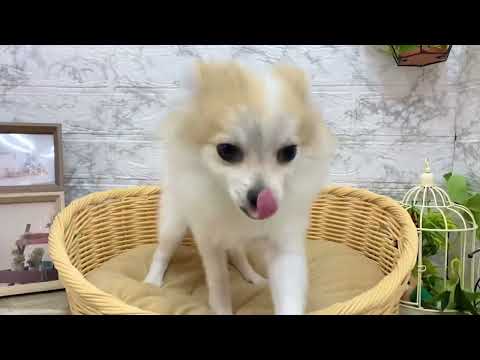 No.136415 ポメチワ　♂