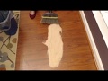 Visual / Auditory ASMR ~ Sweeping (No Talking) Visual / Auditory ASMR ~ Sweeping (No Talking)