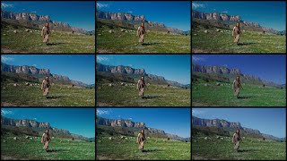 FilmVision Pro Color Suite Tutorial