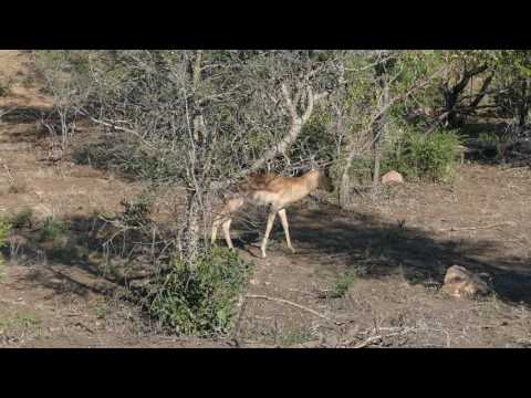 Kruger 4K - Impala rutting