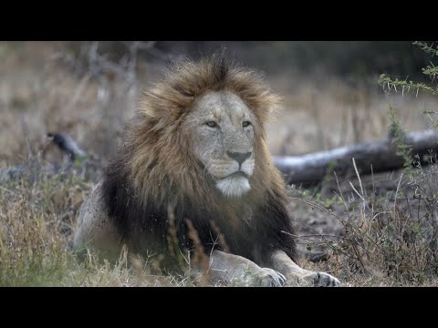 Big Cats safari in Tanzania
