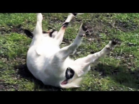 Fainting Goats | Funny goat Videos | Music Jealous Soul by The Blue Hook