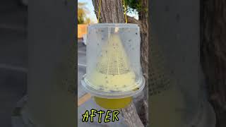 Download lagu Before and After #fly #housefly #entomologist #pesticides #pestcontrol #organicpestcontrol mp3 Download lagu Before and After #fly #housefly #entomologist #pesticides #pestcontrol #organicpestcontrol mp3