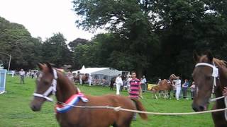 preview picture of video 'paardenconcours op landgoed zwaluwenburg in oldebroek'