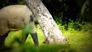 preview picture of video 'Lahugala Beru & Elephent'