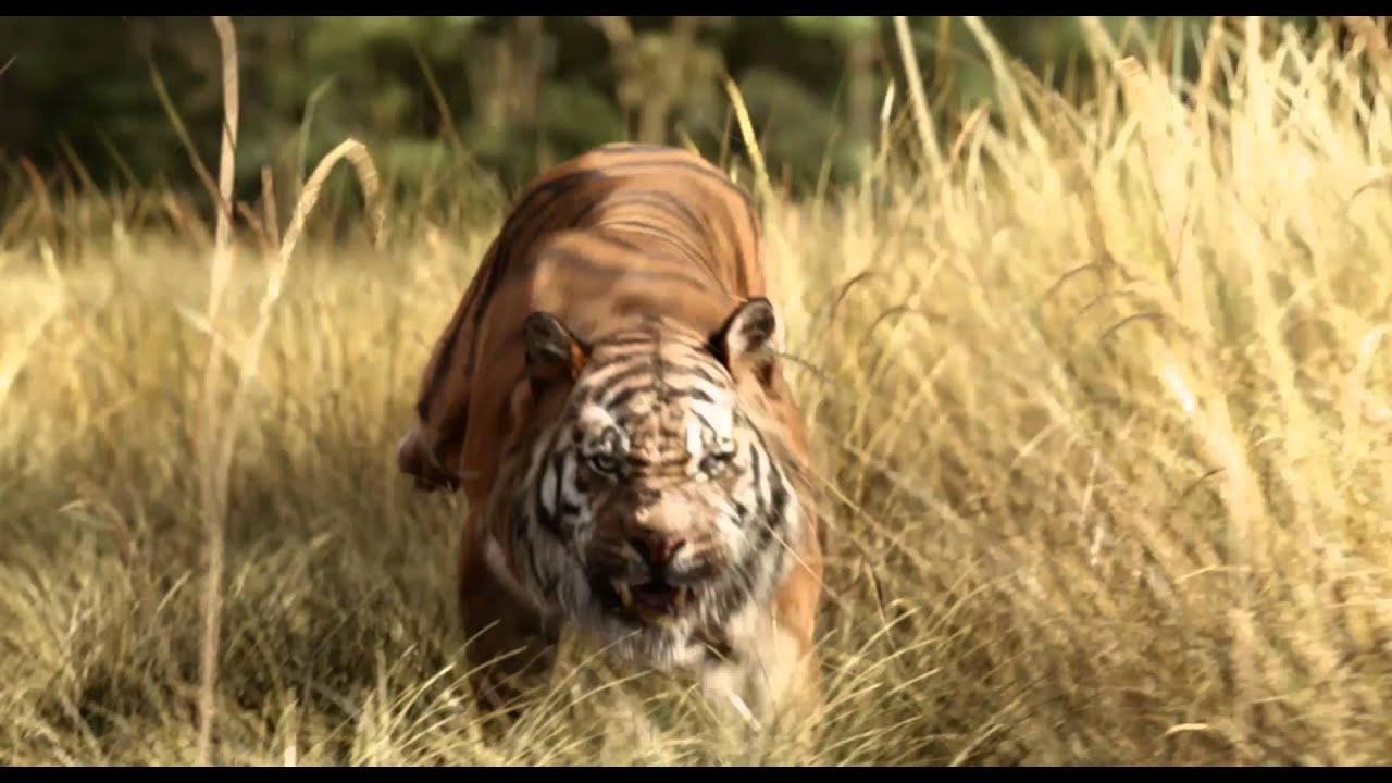 trailer Oficial