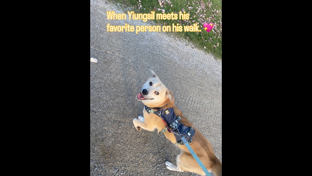 Enlarge Youngsil, an adopted mixed breed in Waterloo, ON video 1/6
