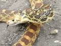 Angry Hissing Snake