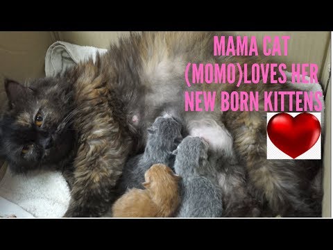 Baby kittens with her mama cat (1 day old baby cat)
