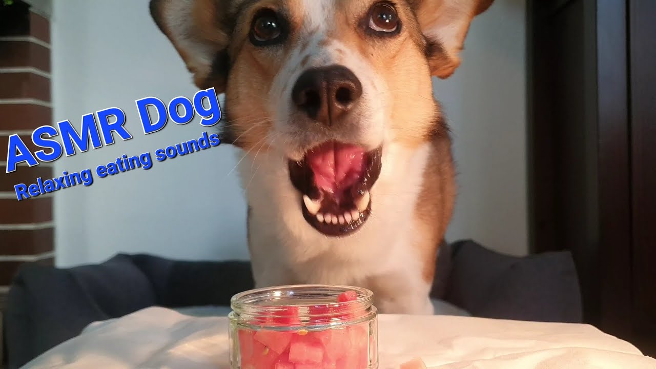 ASMR Dog enjoys watermelon I relaxing, satisfying licking sounds, no talking I mukbang
