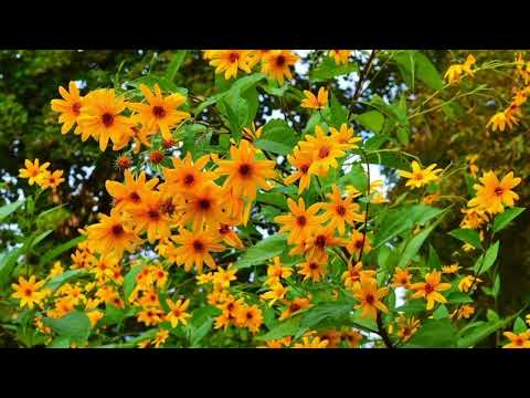 Opwekking 432 Kom en prijs 1B