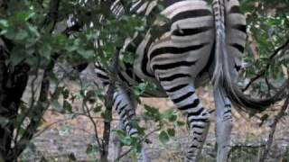 preview picture of video 'FAUNA E FLORA - KRUGER NATIONAL PARK (SUDAFRICA)'