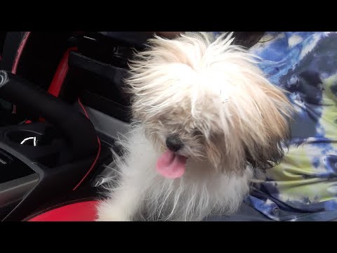 Shih tzu to Chihuahua