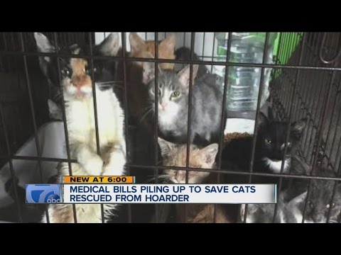 Cats rescued from hoarder