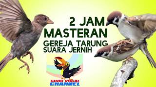 Download lagu MASTERAN kicau Burung GEREJA TARUNG GACOR GURU VOCAL burung MURAI BATU burung  KACER burungCUCAK IJO mp3