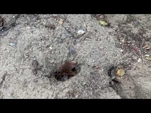 Lots of Rat Burrows Found Around the Business in Barnegat Light, NJ