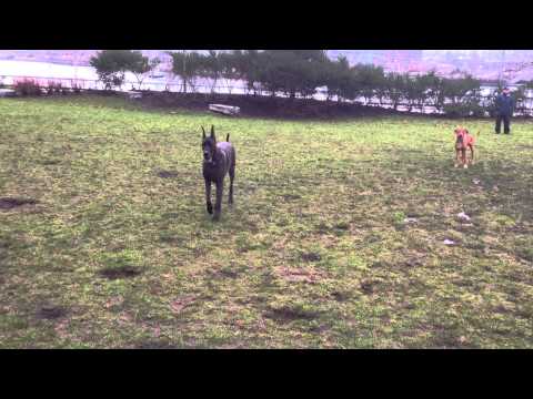 HBV #1 - C&D - Omi & Rio