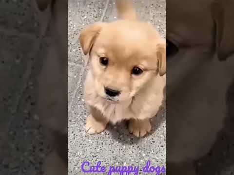 cute puppy barking