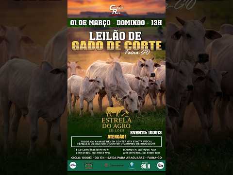 LEILÃO GADO DE CORTE ESTRELA DO AGRO LEILÕES  FAINA-GO 01/03/2026 | Leilão ao Vivo - Leilão de Gado