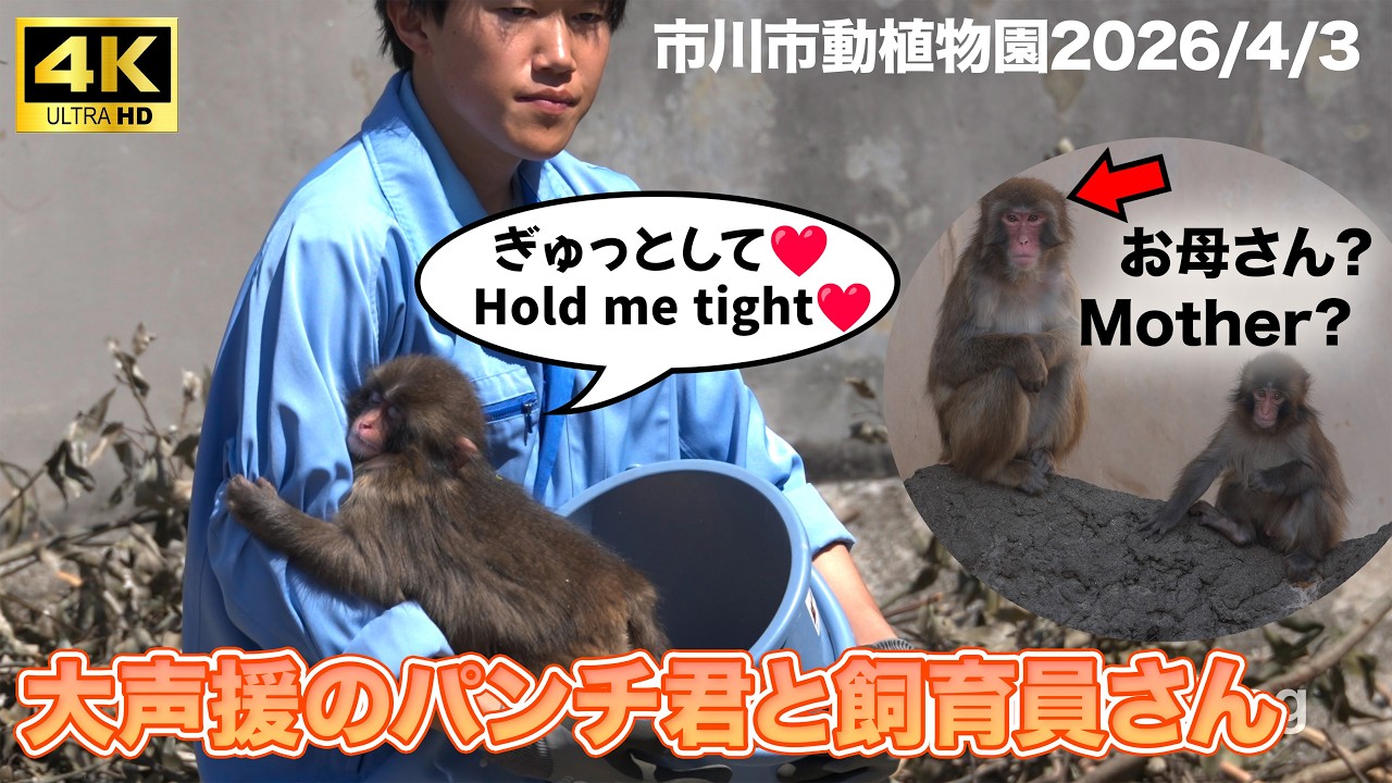 【4K HDR】大声援のパンチ君と飼育員さん お母さん？と一緒に Punch and zookeepers receive loud cheers| 市川市動植物園 Ichikawa Zoo