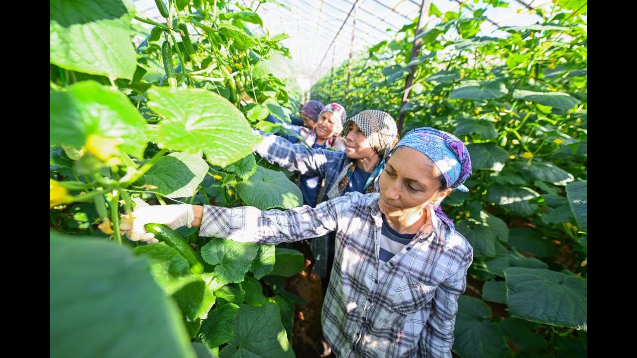BÜYÜKŞEHİR’İN HIYAR FİDESİ DESTEĞİ AYDINCIK’TA HASADA DÖNÜŞTÜ
