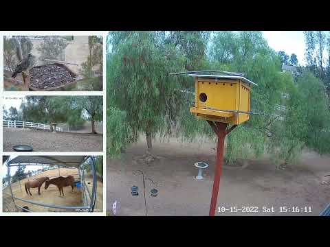 A Red-tailed hawk seems to inspects the new platform nest