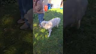 Video preview image #1 Great Pyrenees Puppy For Sale in Bountiful, UT, USA