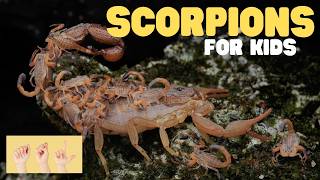 ASL Scorpions for Kids