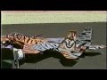 Ed Waldrep Radio Control Aircraft VHS Tape 3 Minutes 5 To VTS 02 1