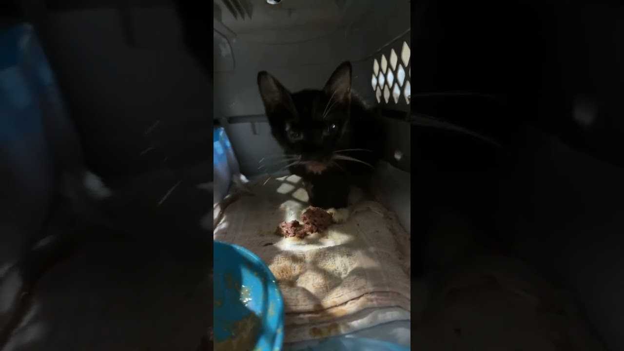 130 Cats Fill Their Bellies video