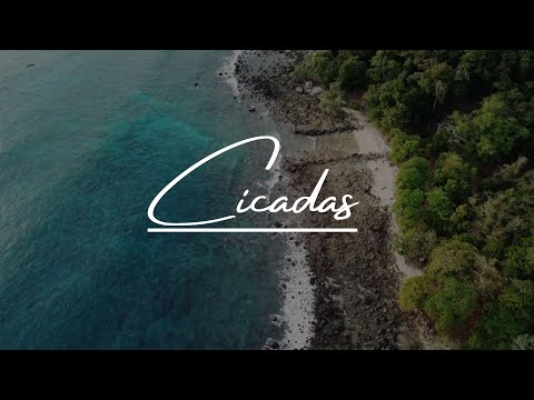 Cicadas | 4K Summer Cicada Sound, nature relaxing sounds | 1 Hour