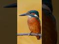Bird Photography Common Kingfisher Birdphotography Kingfisher