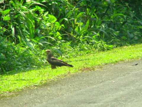 Música de Stp: Ê Cazerá - Ninho Anguené.wmv