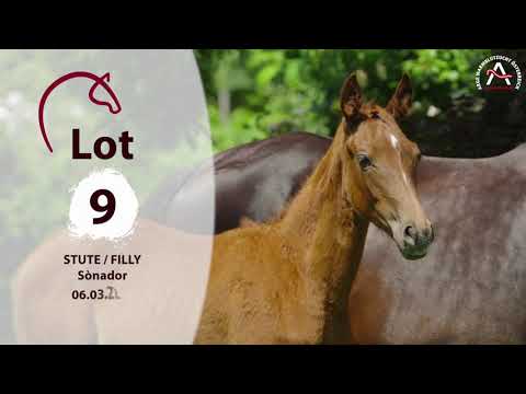 🍀www.fohlenauktion.at - Nr.  9️⃣ "Soñador" v. Bellany - French Kiss - Sao Paulo