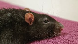 Signs That Your Rat is Sick & Common Illnesses in Pet Rats