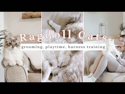 What It's Really Like Being A RAGDOLL MUM | daily routine, claw trimming, grooming, harness training