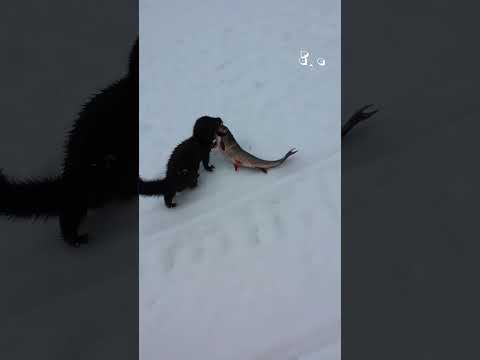 Ces animaux doivent être placés en détention !