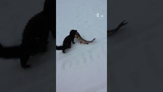 Miniature vidéo