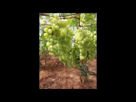 Hasan zirak - ay gul