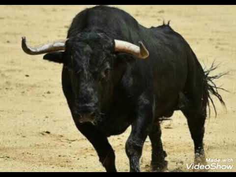 João Paulo e Daniel - Fazenda São Francisco