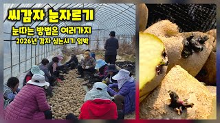 씨감자 눈자르기 2026년 감자 심을 준비 수미감자 단오감자 괴산감자 감물감자 충북 괴산 감물 상미전 풀뿌리…