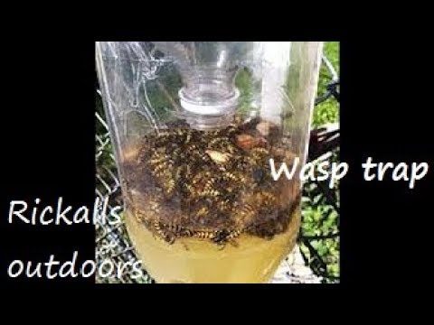 DIY Wasp Trap