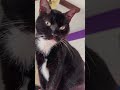 Cute Tux Da Cat Cat Cats Cute Catshorts Catlovers Cute Kitten
