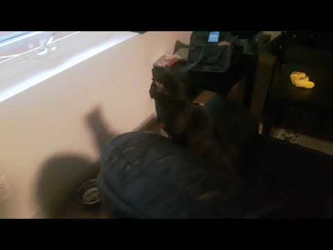 Lucina is scared of the rain daddy is there to make sure she ok