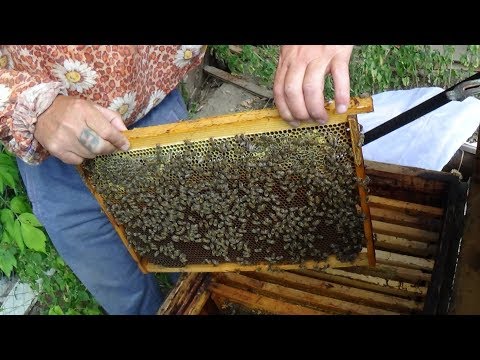 Летнее развитие и запасы радуют у Валека на пасике