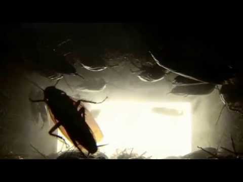 3D Pestcontrol 2014 - Plaga de cucarachas en los falsos techos.